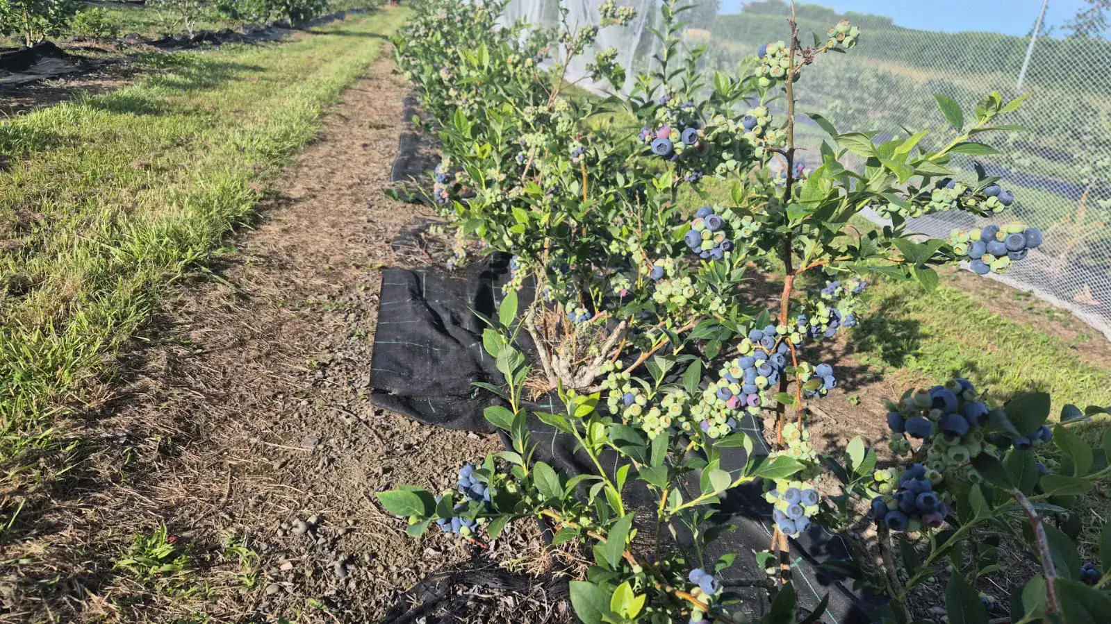 Close-up of ripe blueberries at CloudyAcres