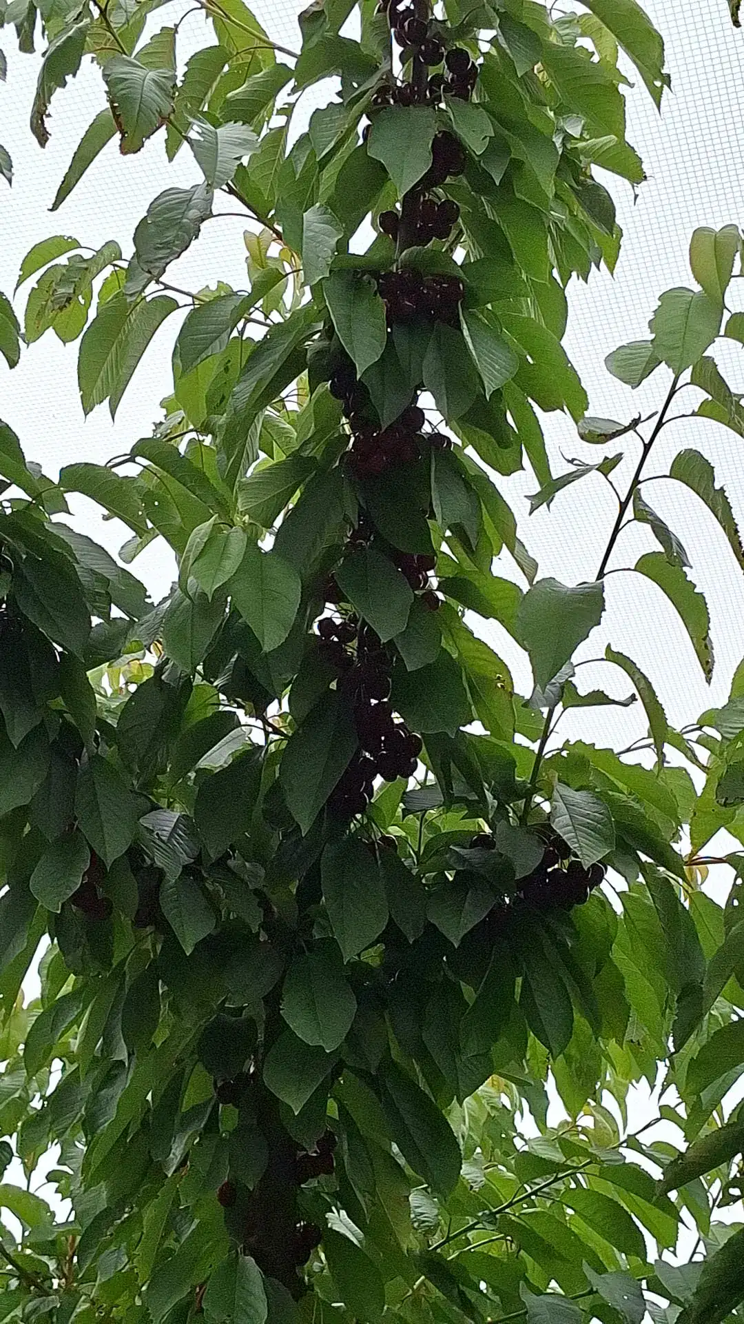 Branch of red cherries ready for picking