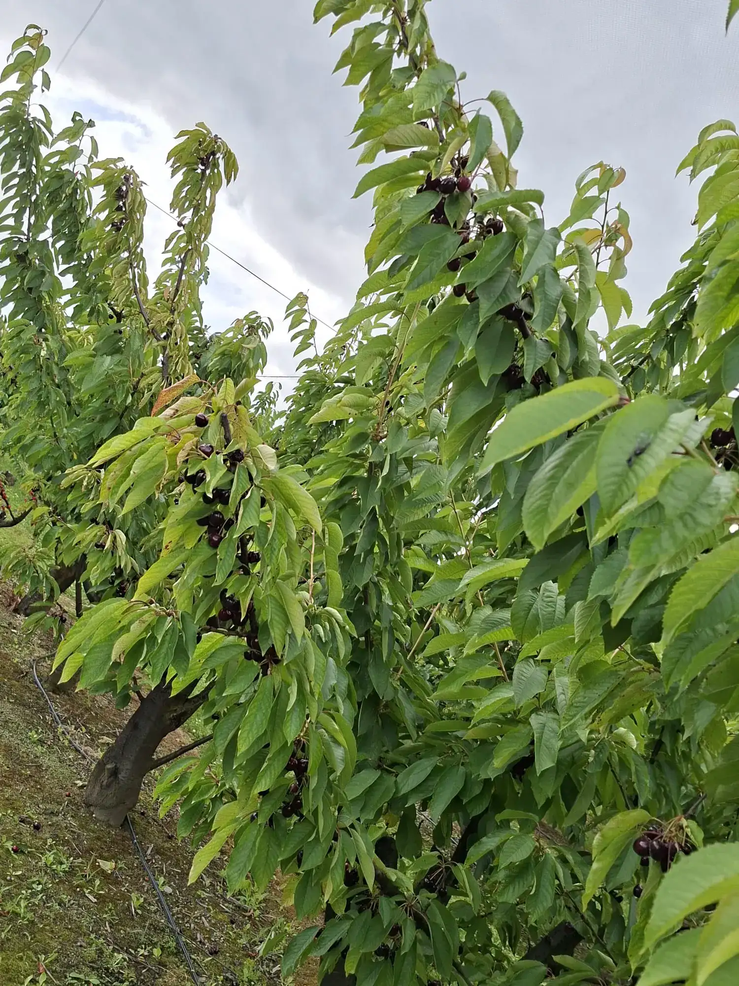 Cherry tree in the CloudyAcres orchard