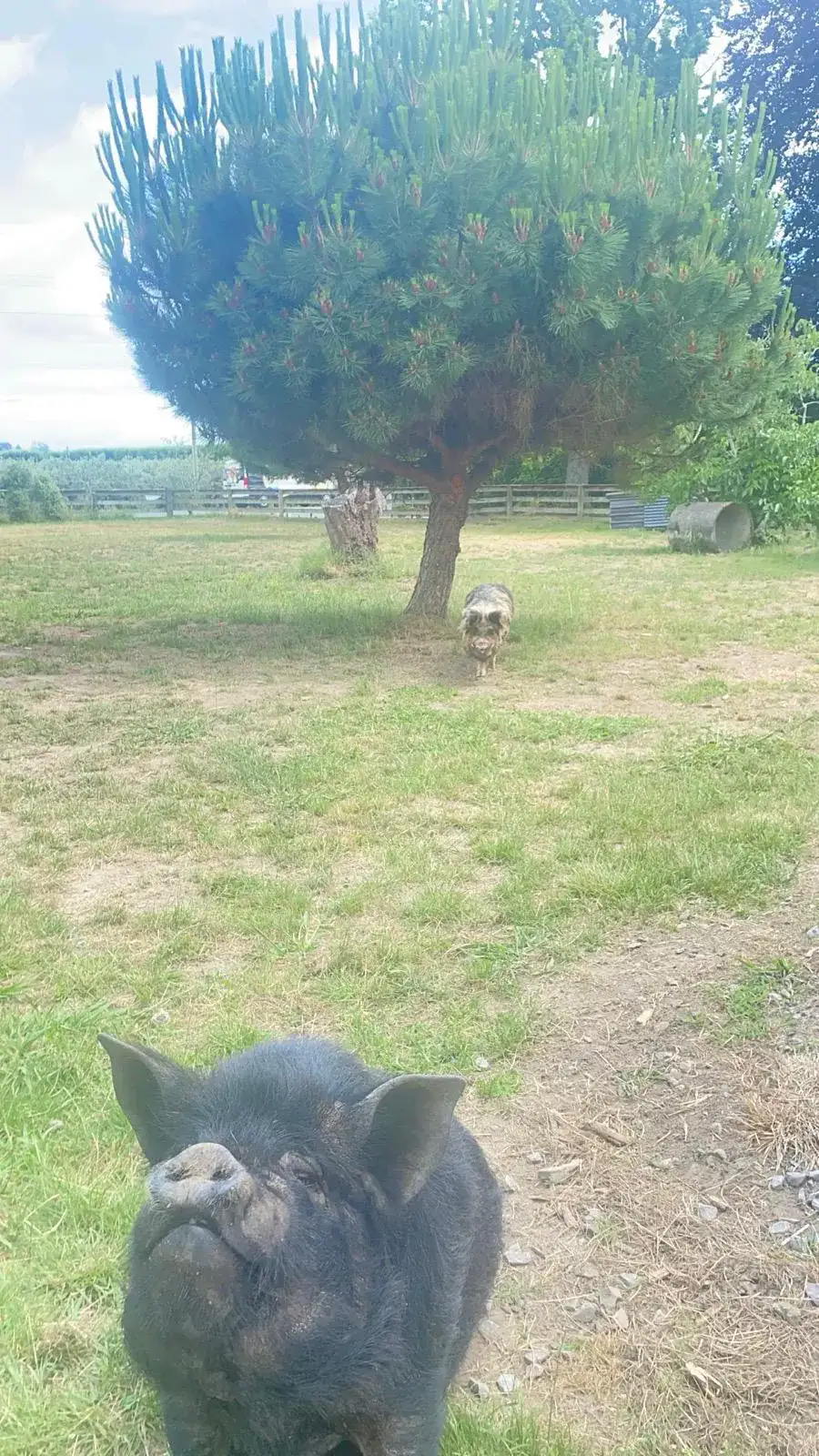 Organic recycling in action at CloudyAcres