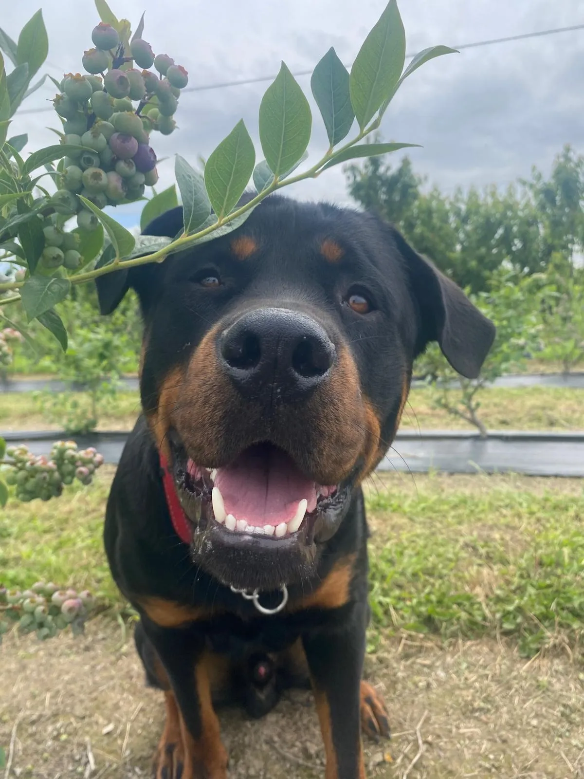 Security features protecting the CloudyAcres orchard