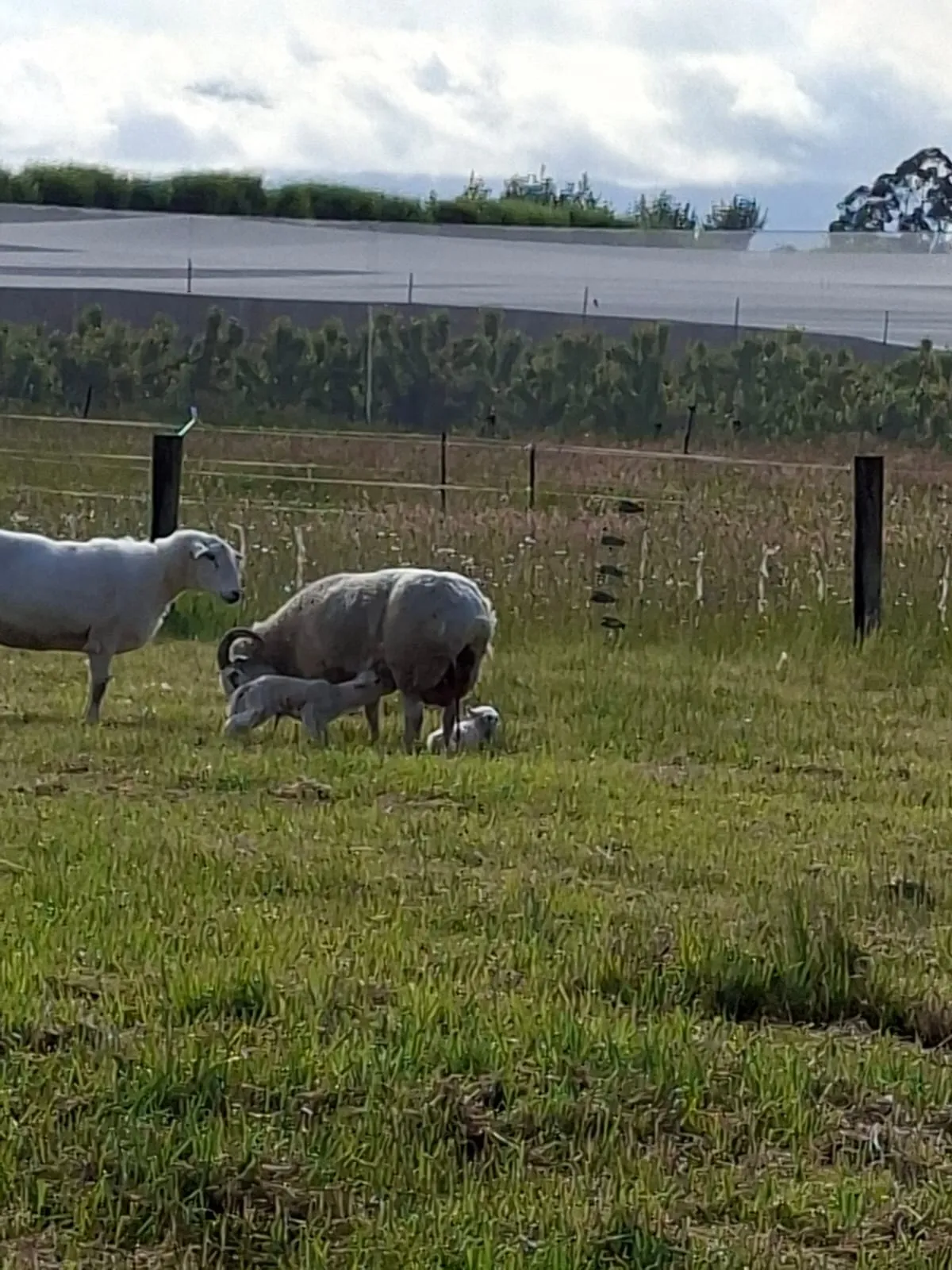 Sheep grazing between the orchard rows