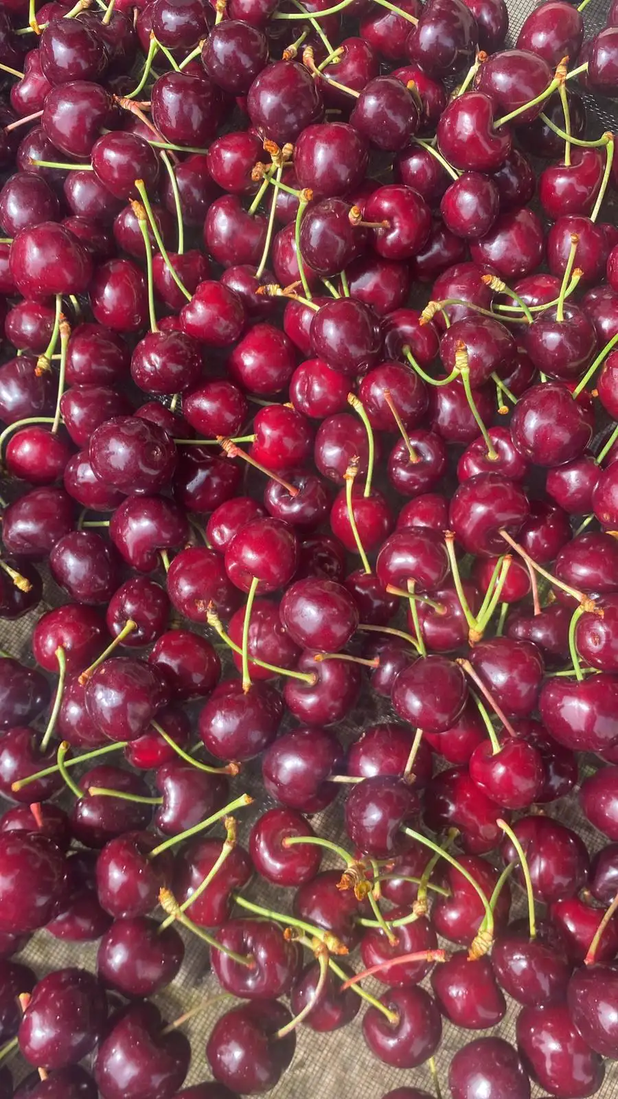 Fresh cherries from CloudyAcres